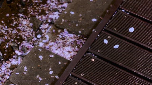 Petals scattered on a wooden deck