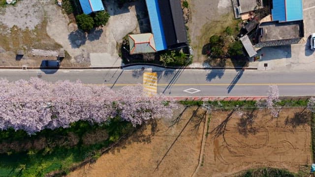 Cherry blossoms lining a rural road