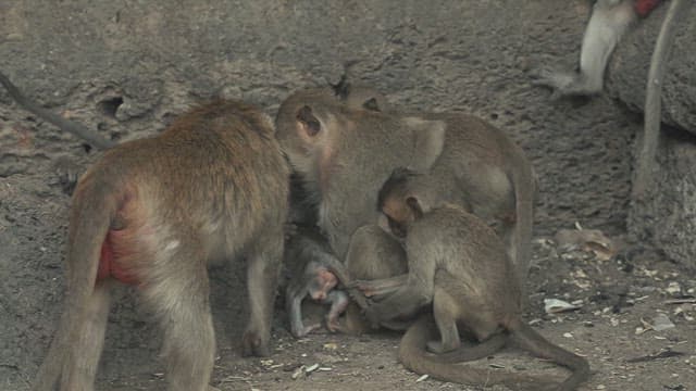 Monkeys Playing on a Stone Structure in Ancient Temple