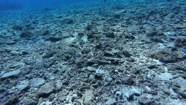 Fish swimming over a rocky seabed