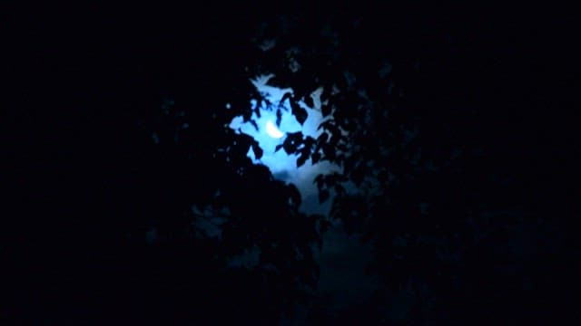 Moonlight Peering Through Silhouetted Leaves