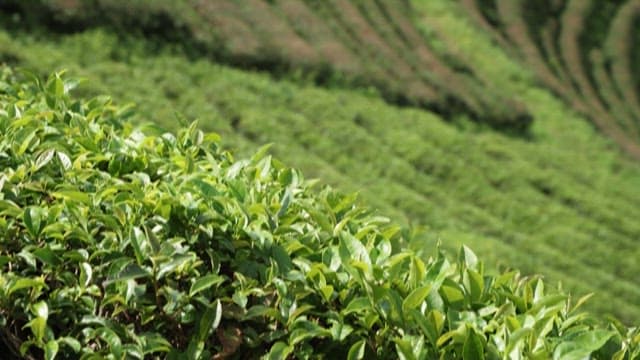 Vibrant Green Tea Plantation in Daylight