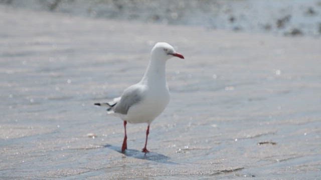 Seagull Walking Calmly on the Beach