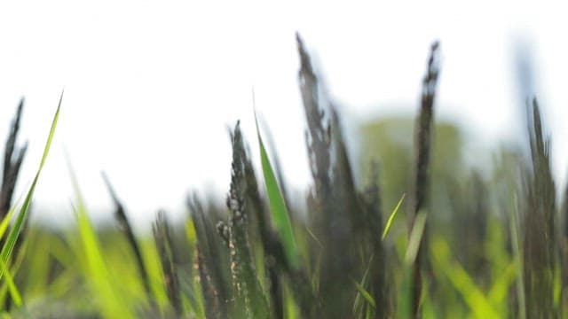 Close-up of green and black rice plants