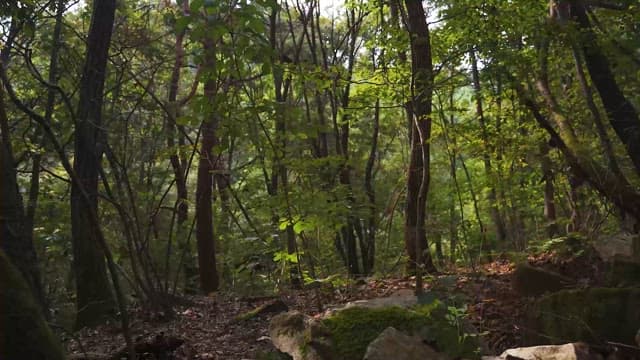 Serene Forest Pathway in Daylight