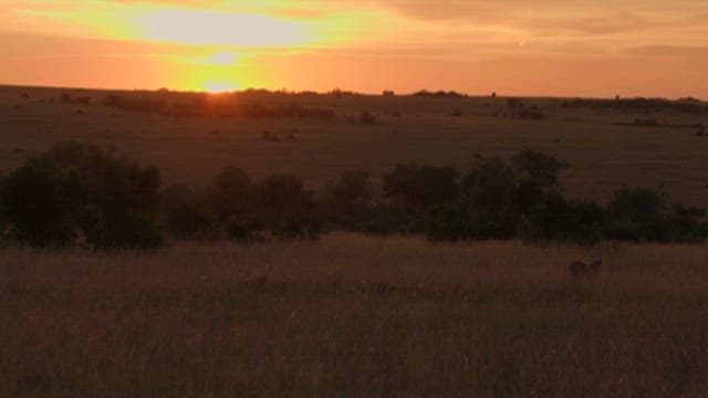 Sunset over savanna with wildlife