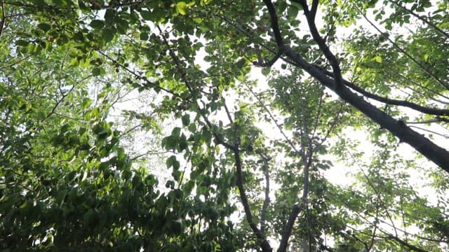 Sunlight filtering through green leaves