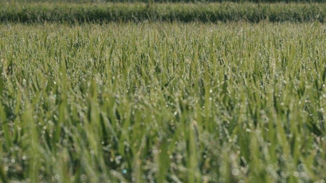 Dew Drops Glistening on Morning Grass