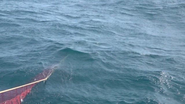 Fresh fish caught in nets in the rippling sea