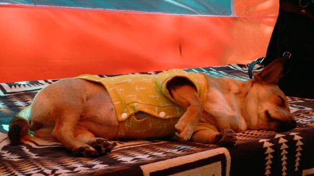 Puppy relaxing comfortably on a colorful patterned blanket