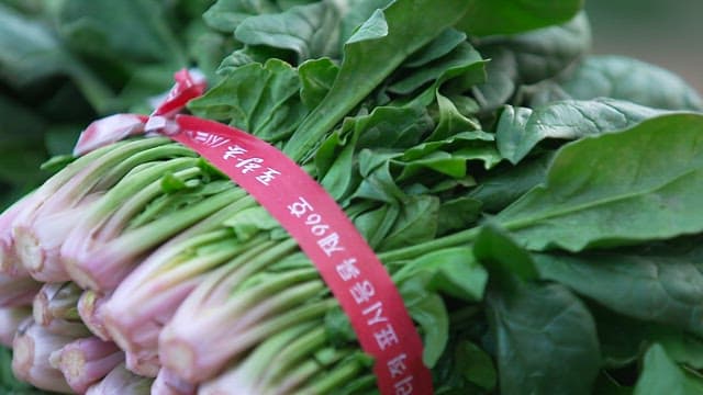 Freshly harvested spinach bundles tied with red tape