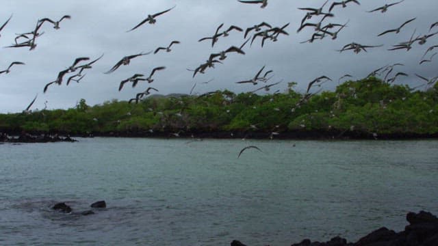 Flock of Birds Flying Over Coastal Waters