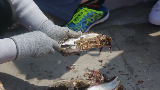 Opening an fresh oyster to reveal its contents