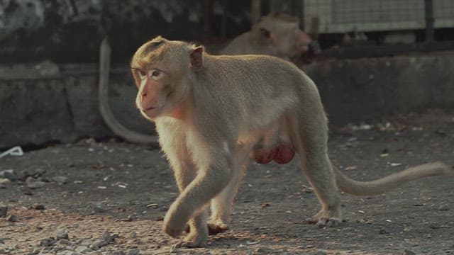 Monkeys Walking on the Street