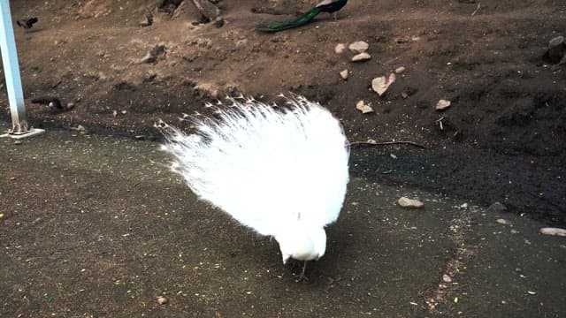 Elegant white peacock feathers swaying in the wind