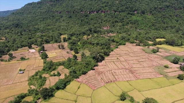 Lush green fields and dense forest