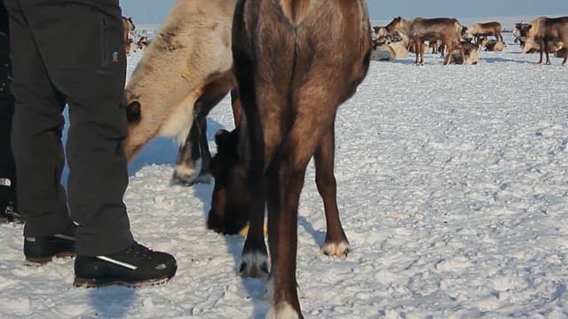 Reindeer Grazing on Snowy Landscape