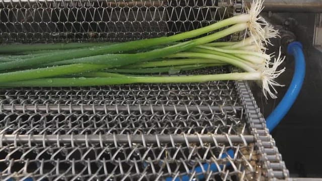 Green onions being washed on a conveyor belt