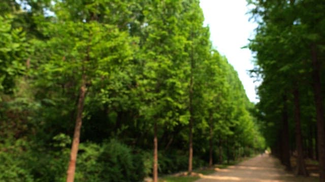 Walking path amidst lush green trees on a sunny day