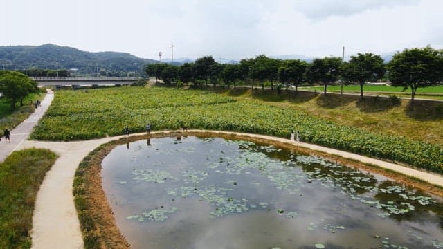 Scenic sunflower field with a pond