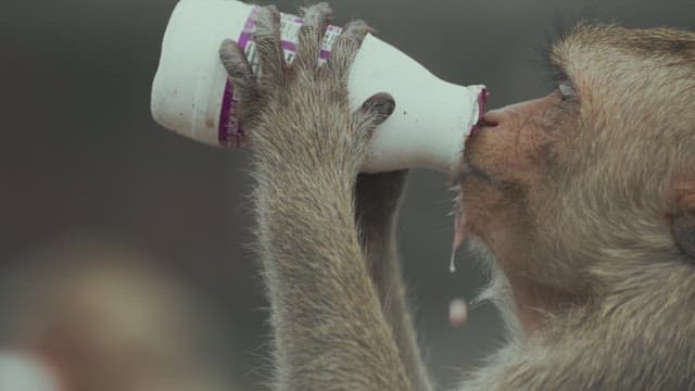 Monkey Holding a Plastic Bottle and Drinking a Drink