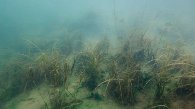 Underwater View of Fish Swimming Amongst Aquatic Plants