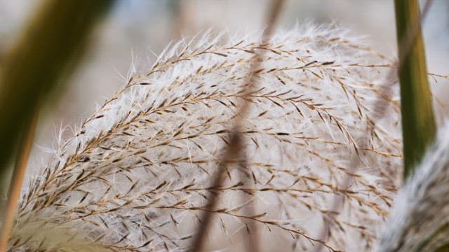 Swaying silver grass