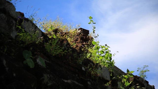 Old brick wall with moss and plants