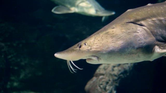 Sturgeon Swimming in Clear Water
