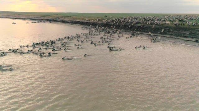 Herd of Reindeer Crossing a River