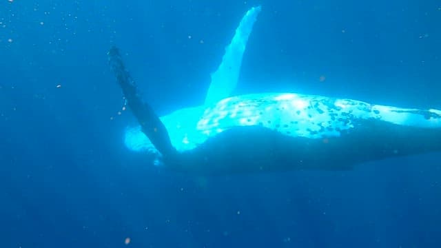 Whale swimming gracefully underwater