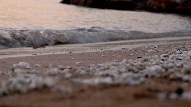 Evening waves on a sandy beach with shells