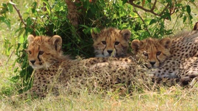 Cheetah Cubs Resting in the Shade