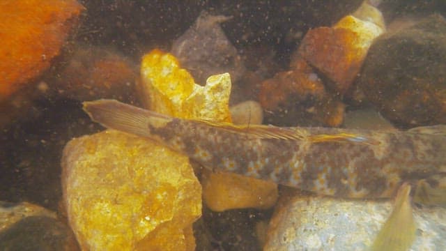 Underwater View of Fish Amongst Pebbles