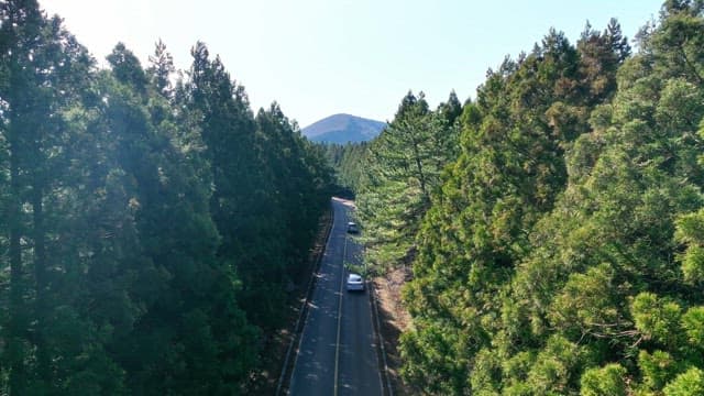 Road through a dense forest with mountains