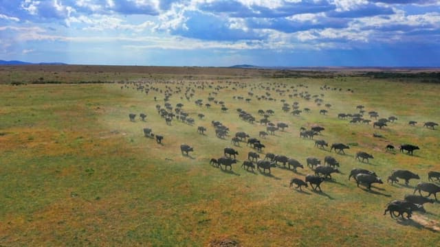 Herd of Buffalo Roaming the Savannah