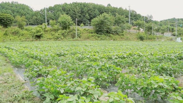 Green farm with lush vegetation and perilla leaf