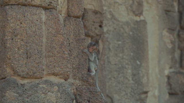 Baby Monkey Climbing Down on an Old Stone Wall