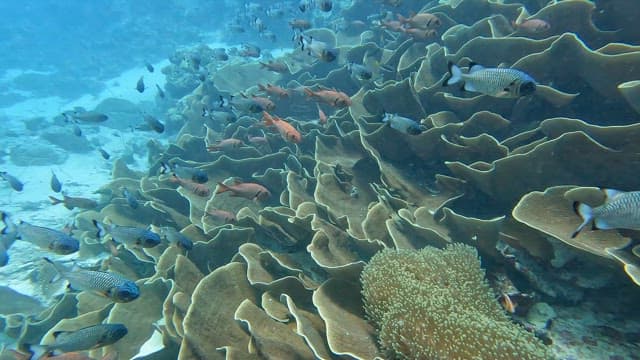 Vibrant coral reef teeming with fish