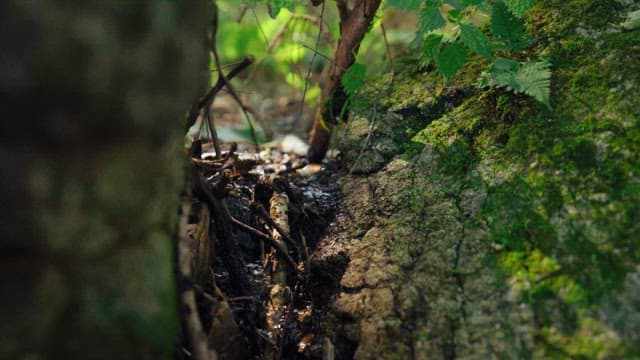 Stream flowing through a lush forest floor