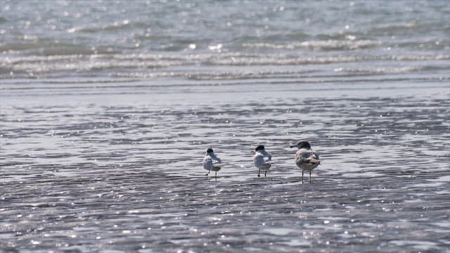 Birds flying over the shore at a sunny seaside