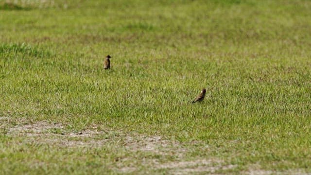 Birds Hopping Happily Together on the Lawn