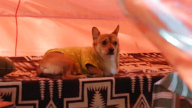 Dog resting on a bed in a tent