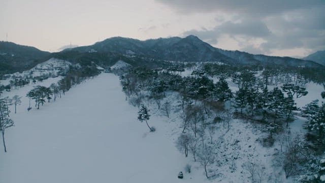 Serene Winter Landscape with Snow-Covered Trees