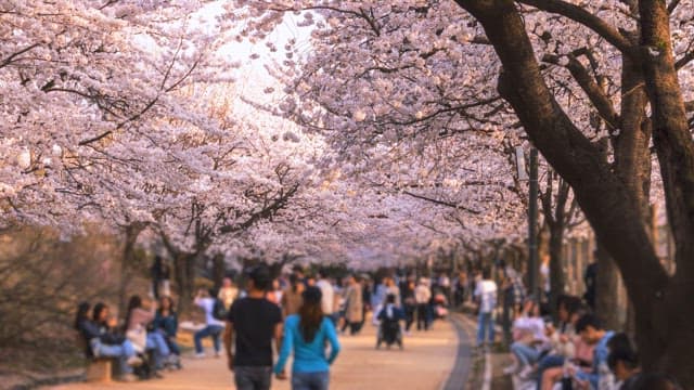 Springtime stroll under cherry blossom trees