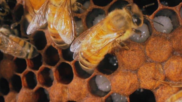 Busy bees working hard in the hive