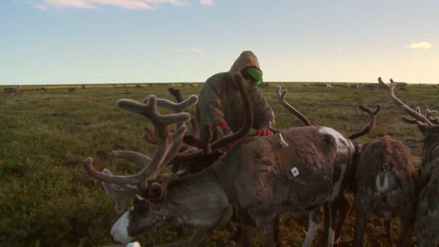 Reindeer Herder in the Vast Plains