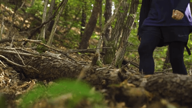 Person Walking Through a Sunlit Forest