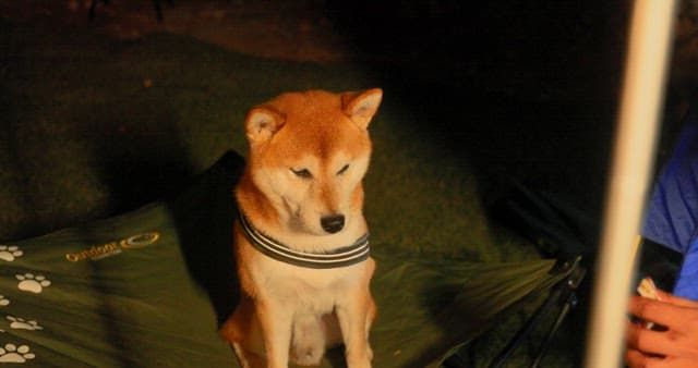 Dog Enjoying Owner's Attention During Camping