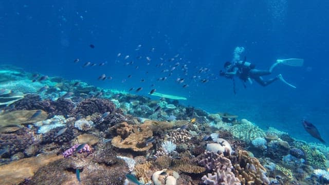 Diver exploring vibrant coral reef